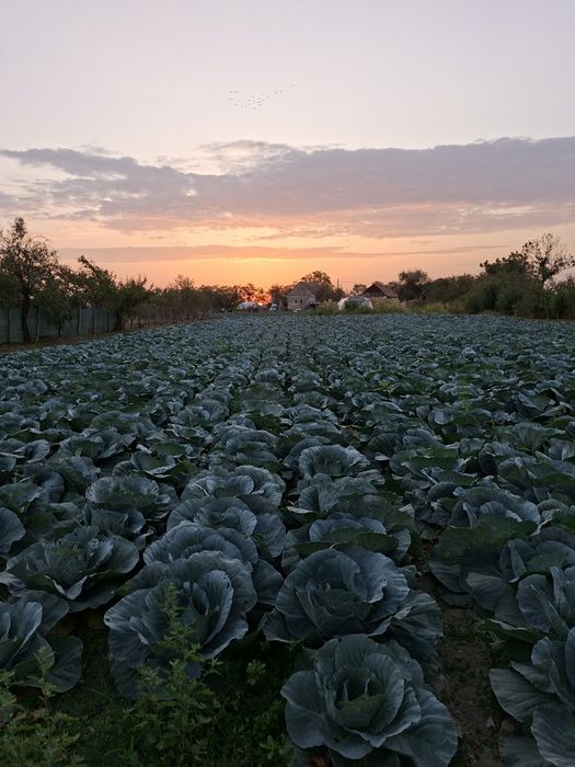 Varza Bucurest Recolta proprie