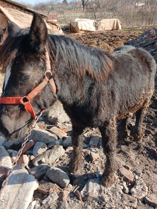 Vand un manz negru ardenez