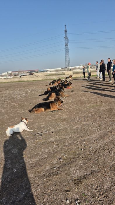 Дресировка собак