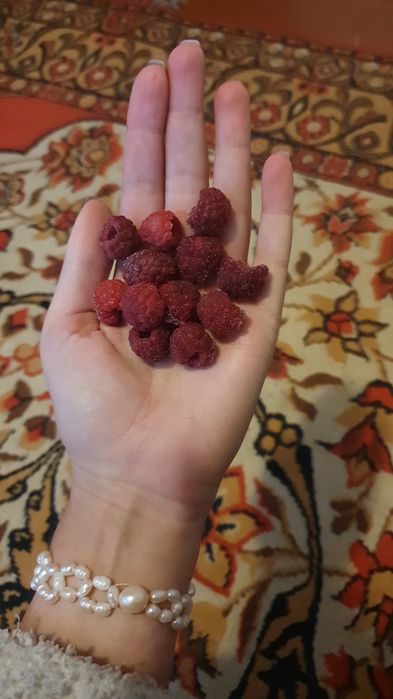 Малина со своего сада