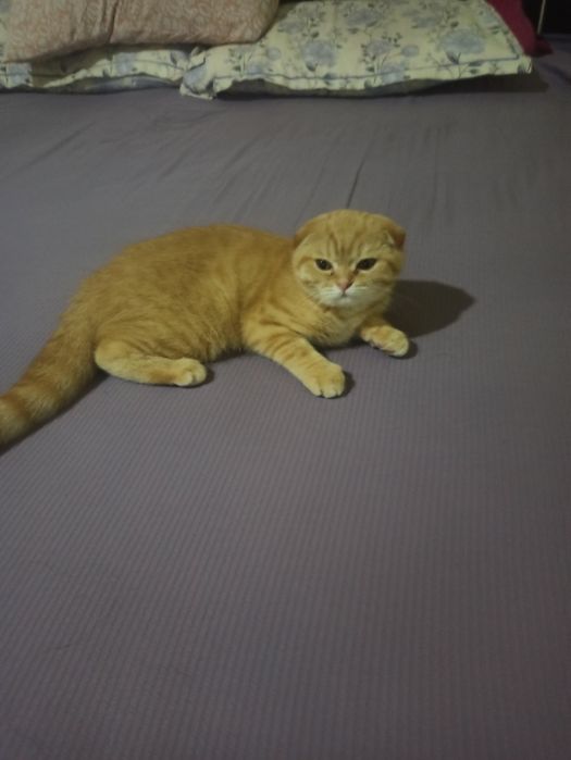 Котенок  Шотландский