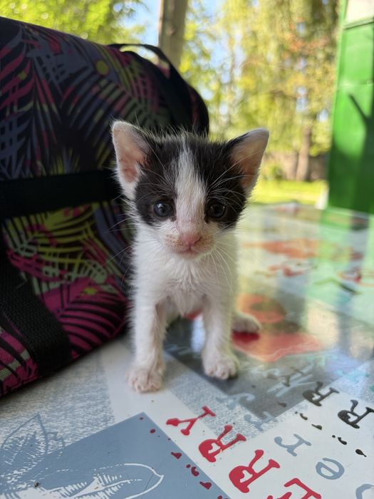 Котята  девочки срочно ищут дом!