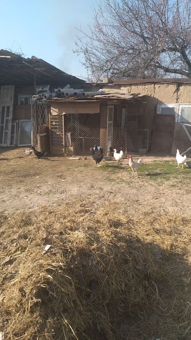 Sorochna sotiladi Damashni tovuqla donasi 220000 soni 10 ta