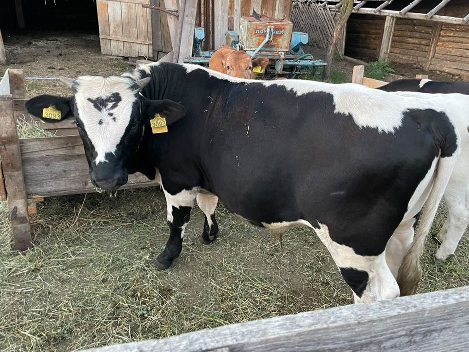 Vând vițel bălțat