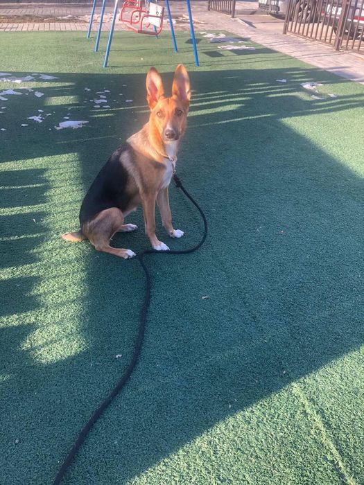 Отдаем в хорошие руки!!