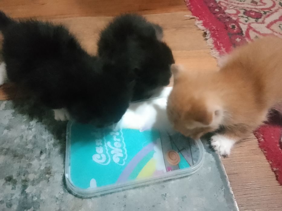 Отдам котят. В добрые руки.