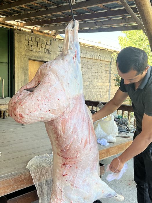 Aqiqaga qo’chqorlar‼️