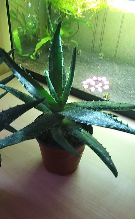 Комнатные цветы. Алоэ Вера.