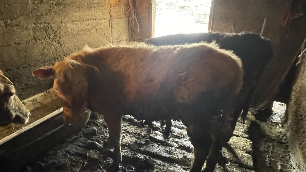 Продам годовалых телочек 2 шт.