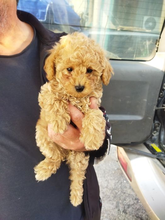 Мини пудель мальчик