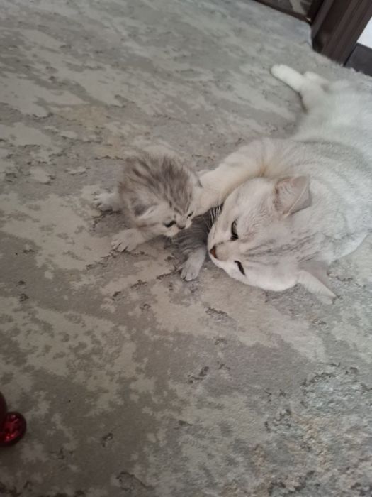 Девочка шиншилла scottish fold