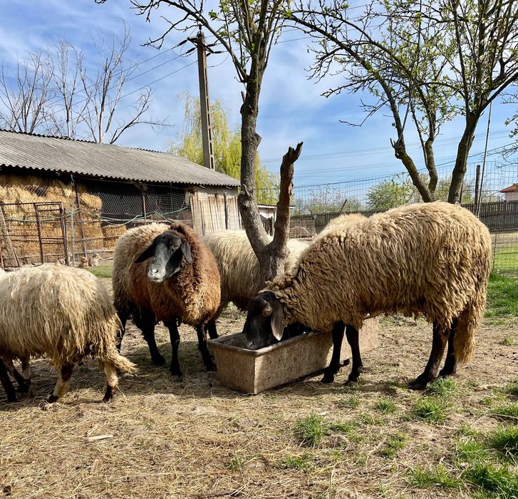 Oi, miei, capre și iezi de vânzare