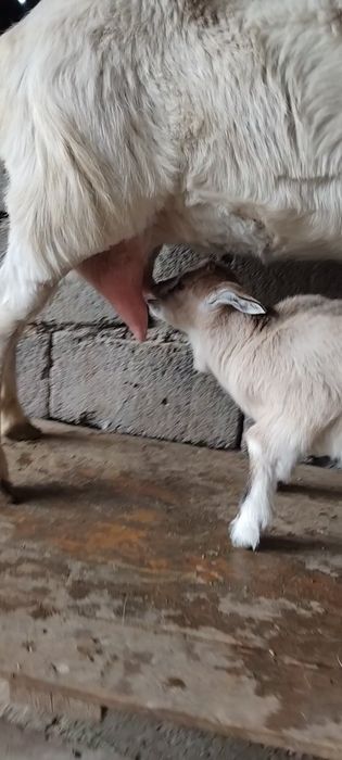 Занен ешкі сатылады