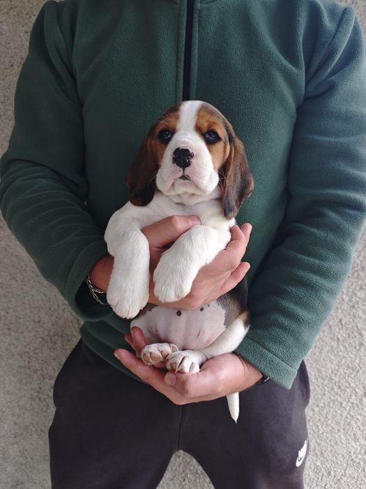 Pui beagle tricolor
