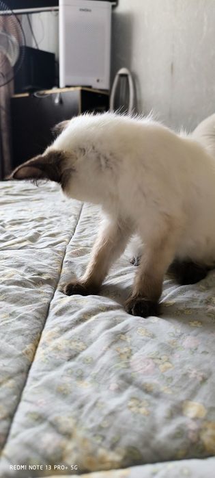 Отдам котенка (мальчик )
