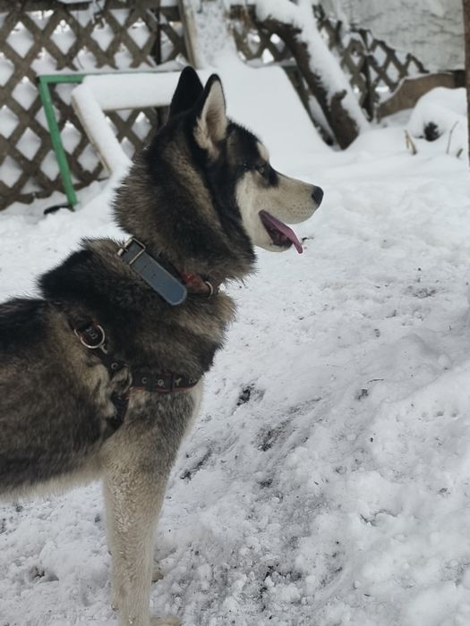 Хаска кобель очень послушный