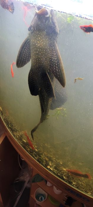 Птеригоплихт (Парчовый сом)