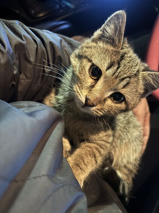 Котенок в добрые руки