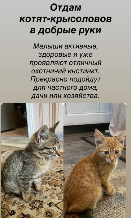 Отдам котят в хорошие руки