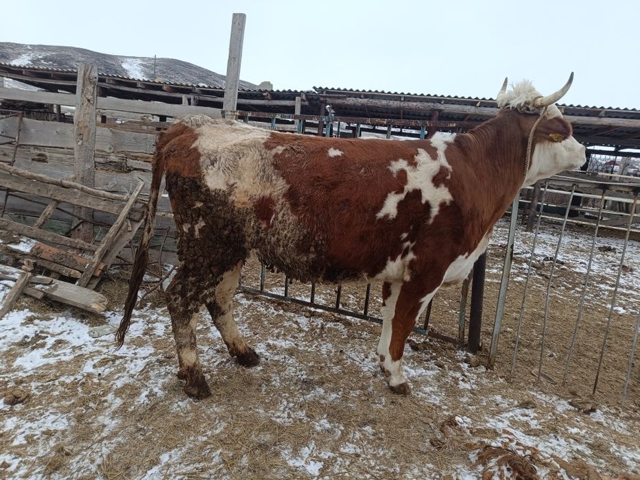 Семіз жас сиыр сатылады