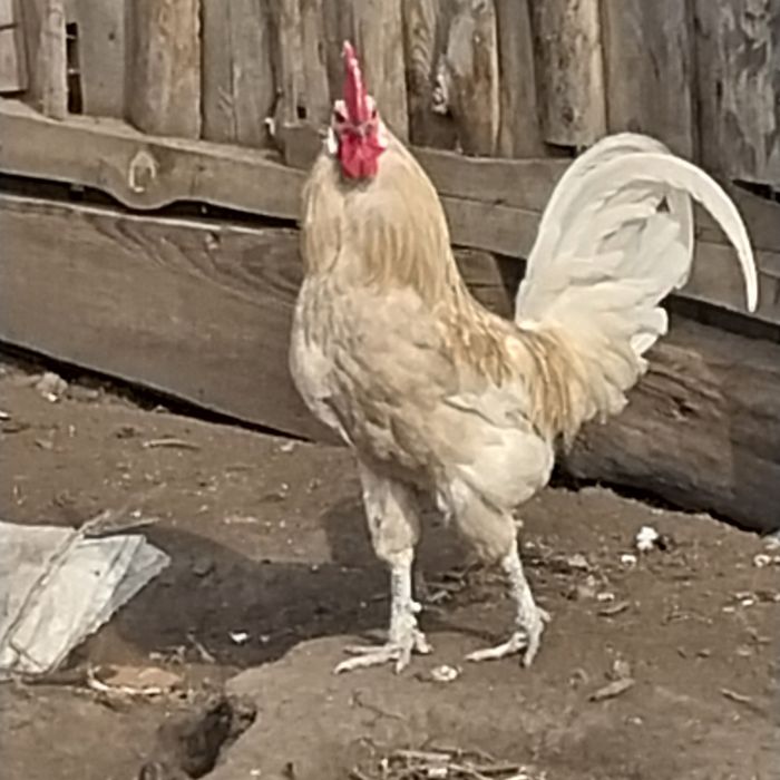 Продам породистых петухов.