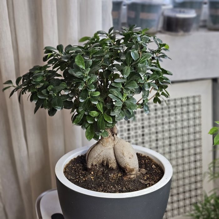 Дерево Бонсай или фикус микрокарпа