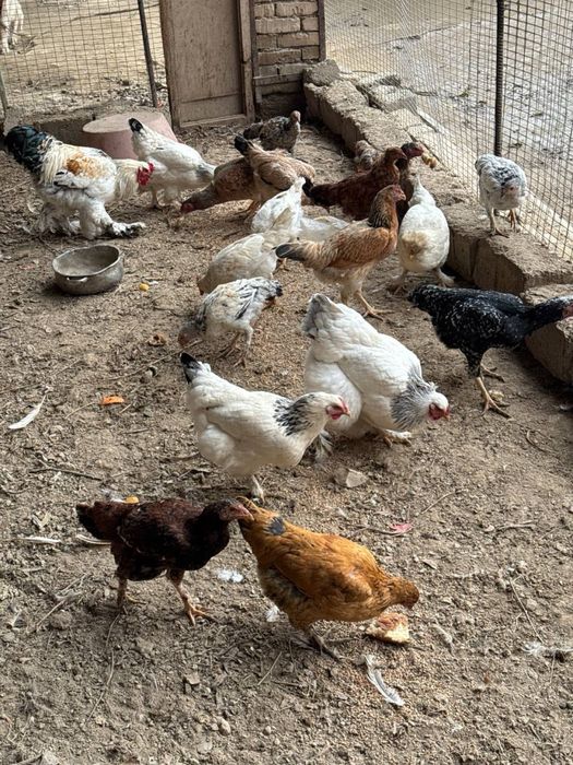 Куры несушки и 2 петухп