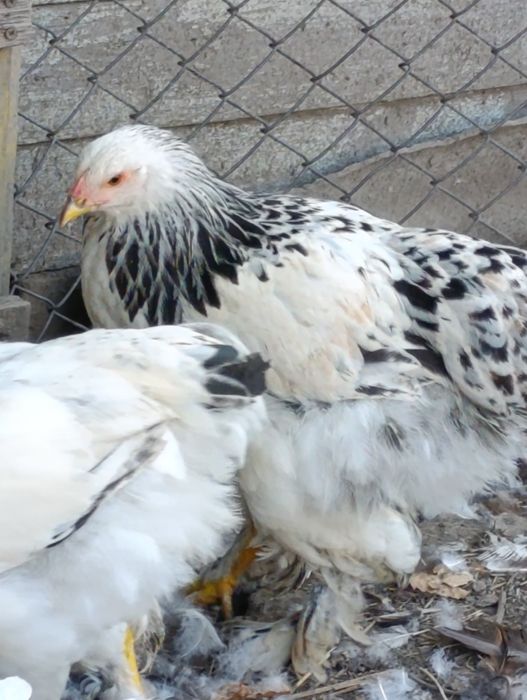 Молодые петухи брама