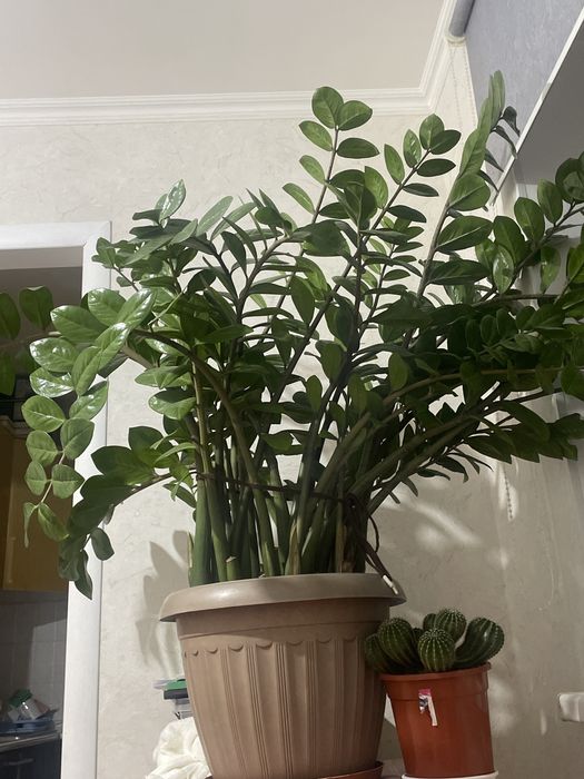 Домашние цветы  , Замиокулькас