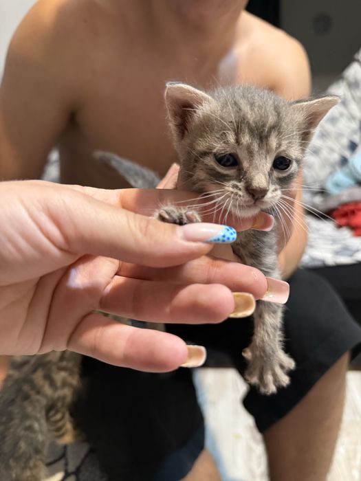 Подарявам котенца