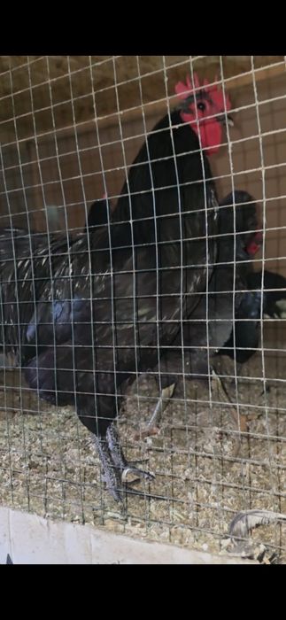 Qorashoxzada dakan induk avstrelop tuximi