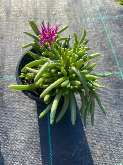 Делосперма разсад