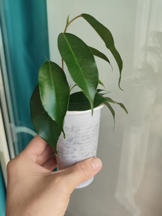 Фикус Бенджамина Даниэль