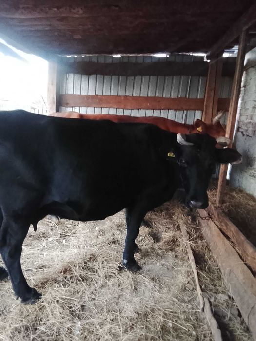 Продам 2 стальные коровы. Сарыкольский район п.Крыловка