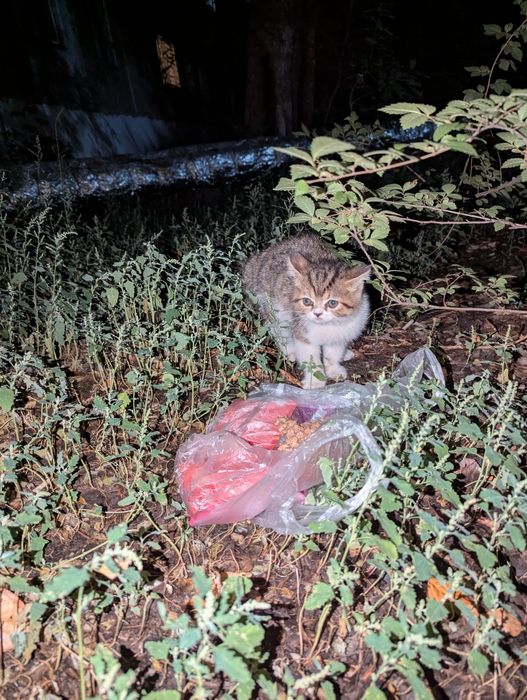 Мальчик в добрый дом