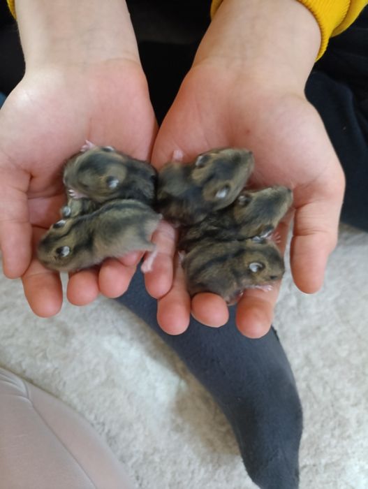 Джунгарские хомячки