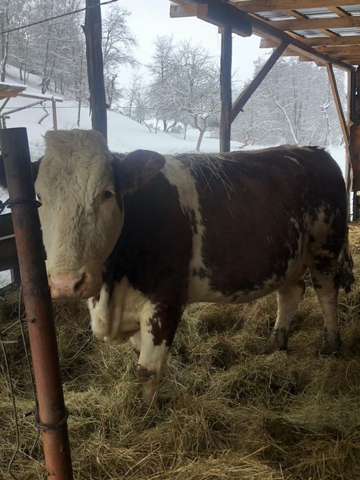 Vand vaca Balțata Romaneasca