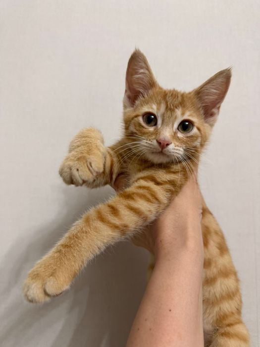 Котенок бесплатно