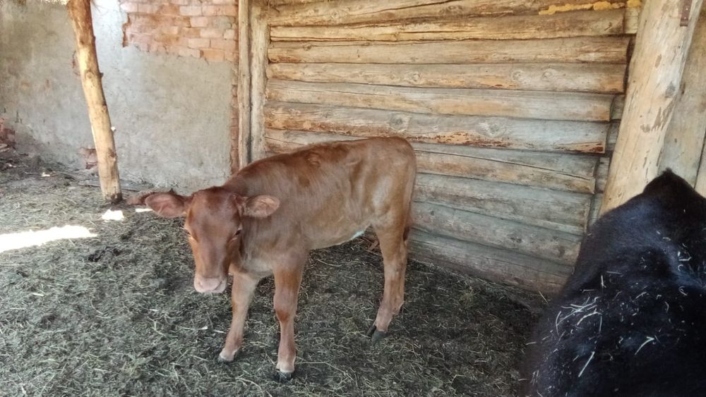 Продам телёнка двух месячный.