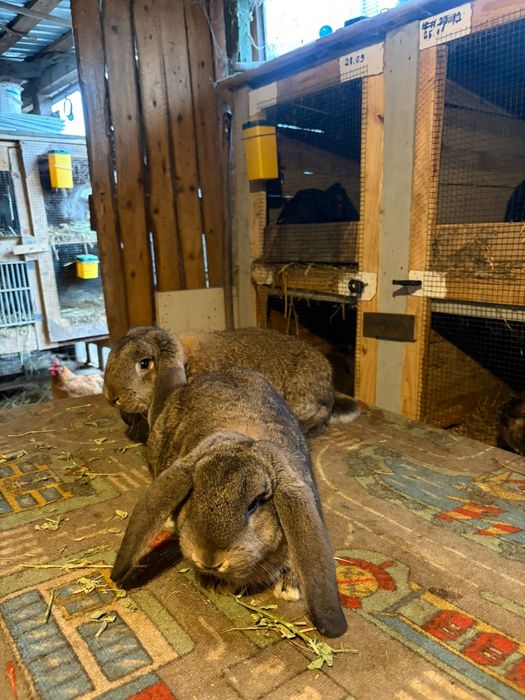 Masculi berbec german