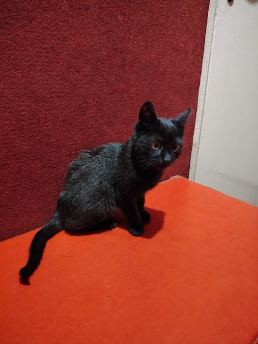 Подарява се много гальовно и сладко черно котенце