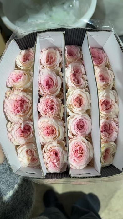 Розы оптом, белый, пинк, мандала, джумелия