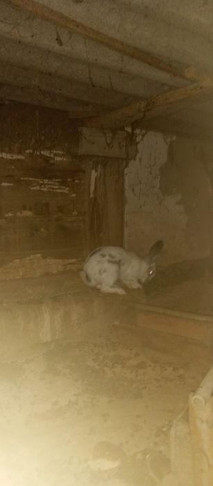 Продам кролику продам животных