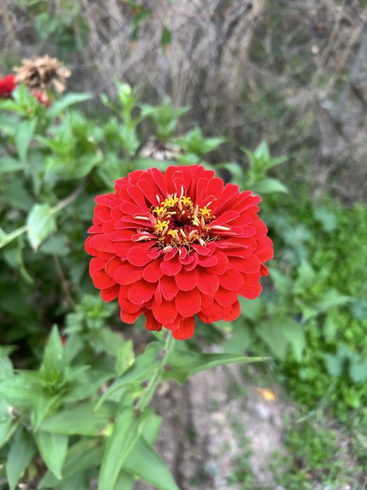 Семена- градинска китайска роза и цинии.