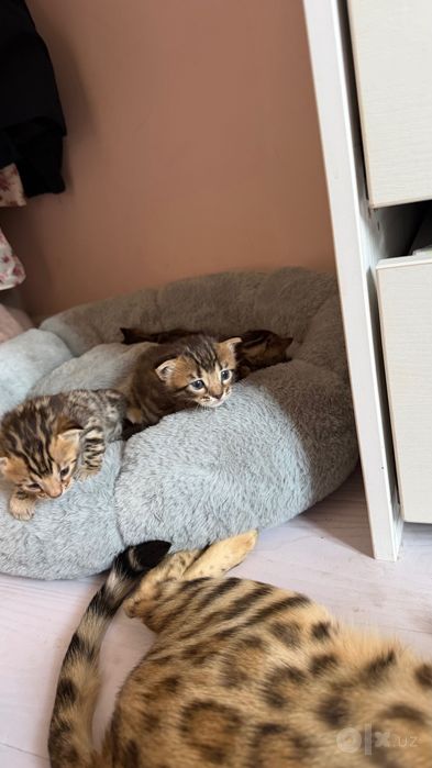 Бенгальская котята