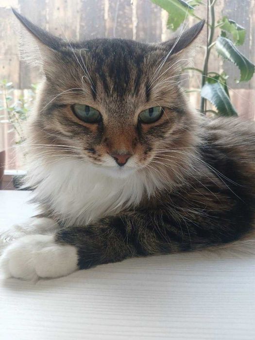 Пропала кошка по кличке Фисса