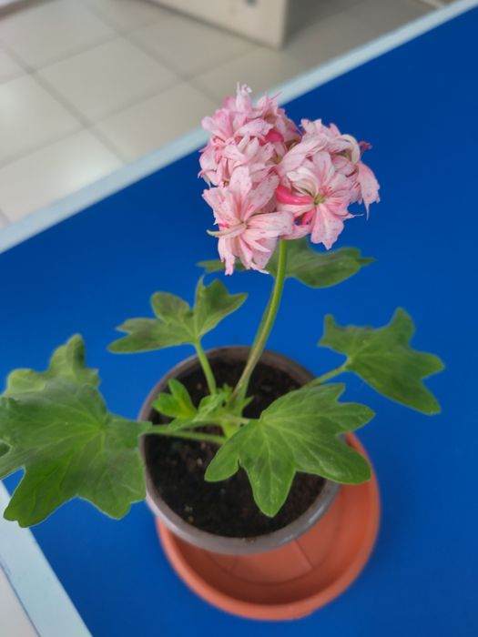 Пеларгония. Герань