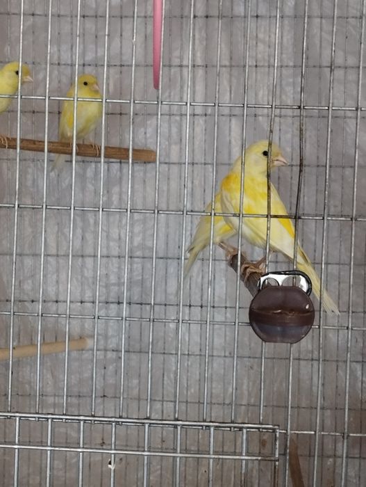 Певчие канарейки