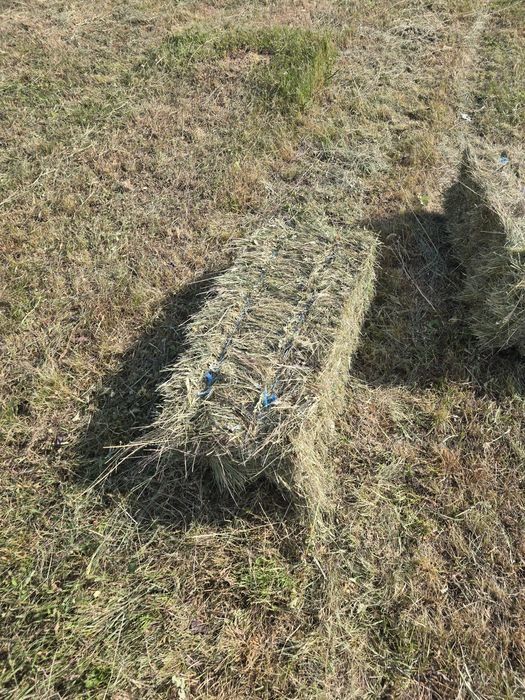 Baloți de fân de vânzare – calitate excelentă!