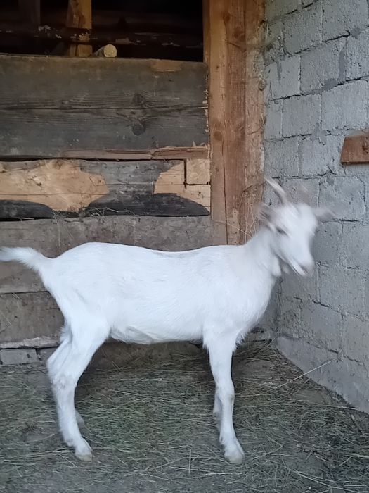 Ieduța de vânzare